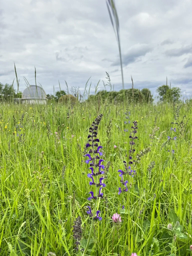Meudon : a place to observe the sky, a haven for wildlife